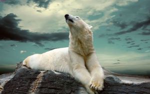 majestic polar bear